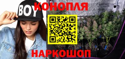сатива Кингисепп